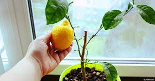 كيفية زراعة الليمون في المنزل؟