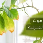 أسباب موت النباتات المنزلية