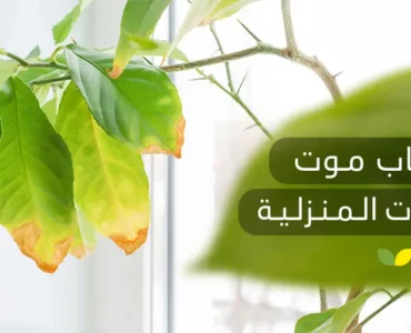 أسباب موت النباتات المنزلية