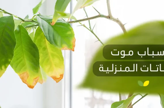 أسباب موت النباتات المنزلية