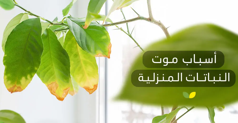 أسباب موت النباتات المنزلية