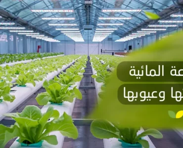 الزراعة المائية مميزاتها وعيوبها