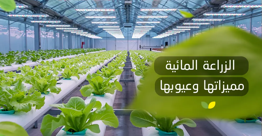 الزراعة المائية مميزاتها وعيوبها