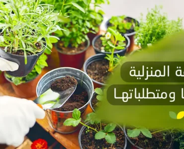 الزراعة المنزلية أهميتها ومتطلباتها