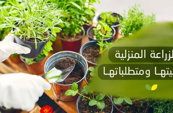 الزراعة المنزلية أهميتها ومتطلباتها