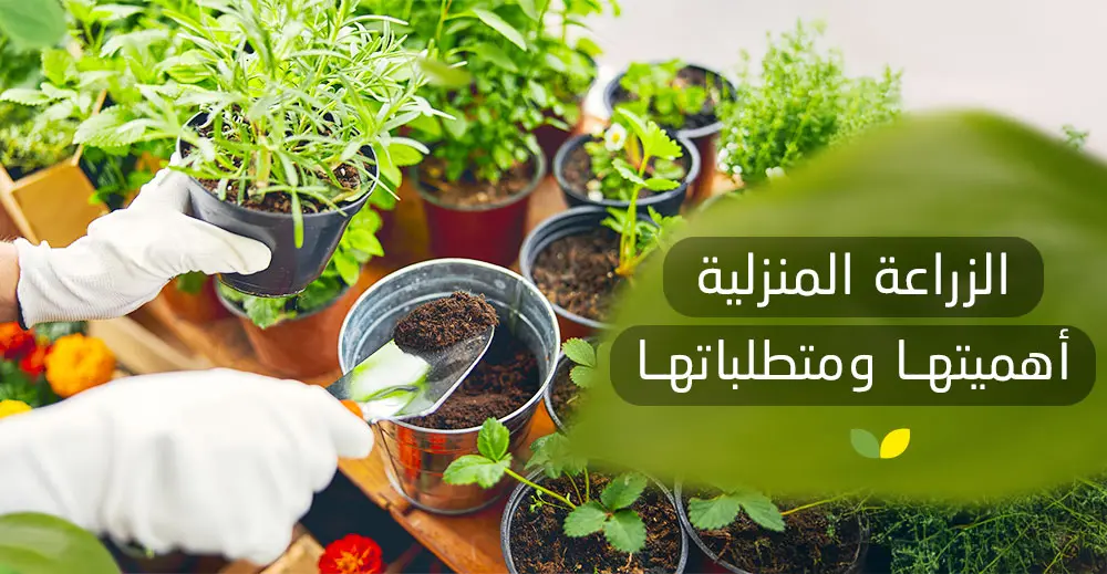 الزراعة المنزلية أهميتها ومتطلباتها