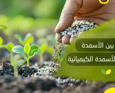 الفرق بين الأسمدة العضوية والأسمدة الكيميائية
