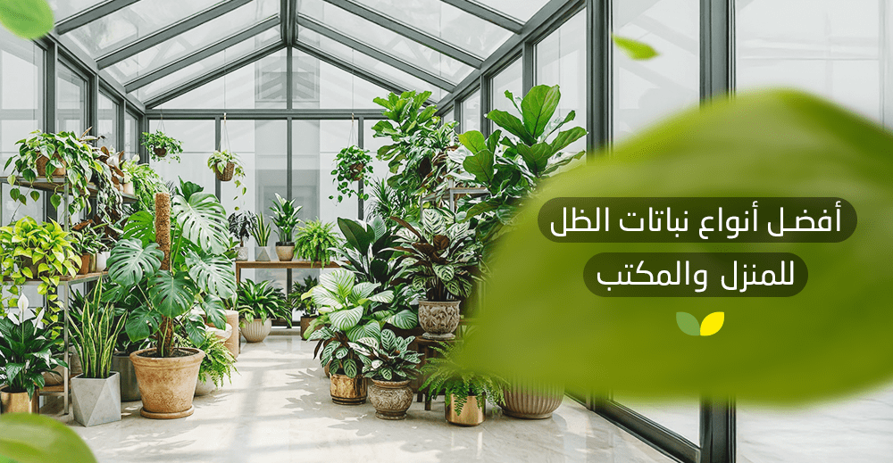 أفضل أنواع نباتات الظل للمنزل والمكتب
