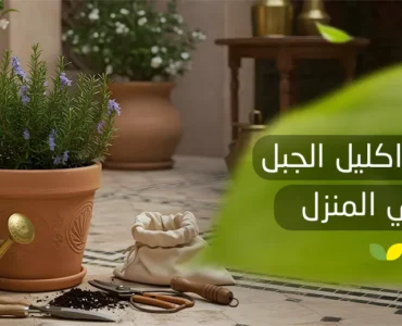 زراعة إكليل الجبل في المنزل