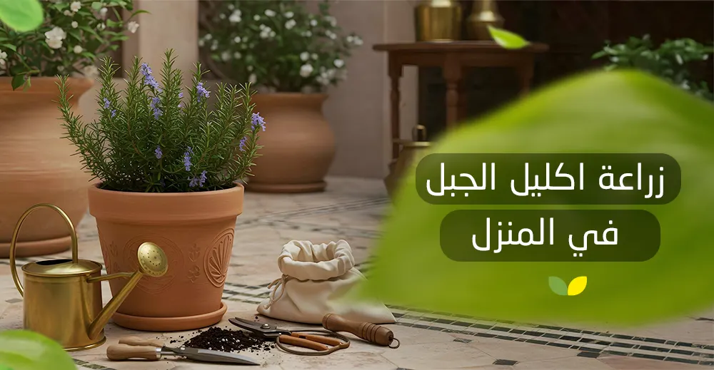 زراعة إكليل الجبل في المنزل