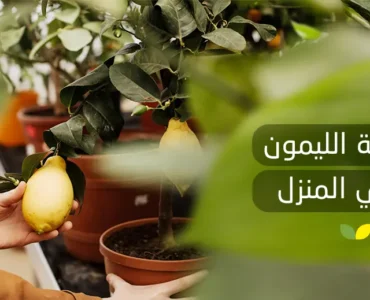 زراعة الليمون في المنزل