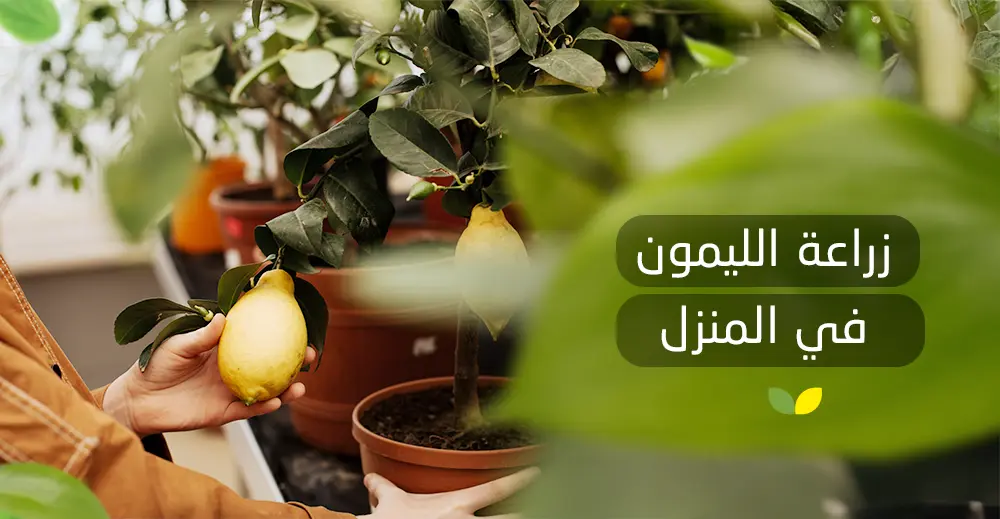زراعة الليمون في المنزل