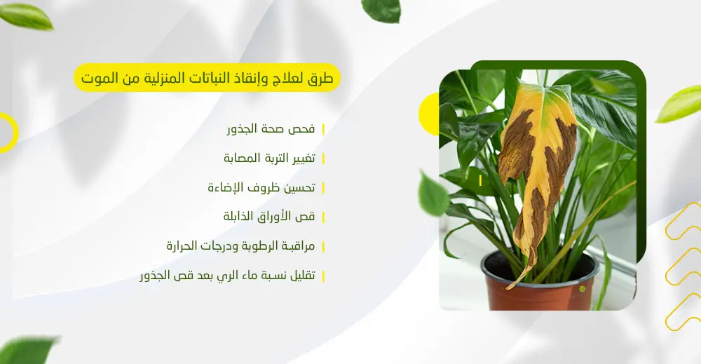 طرق لإنقاذ النباتات المنزلية