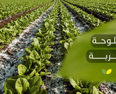 ملوحة التربة