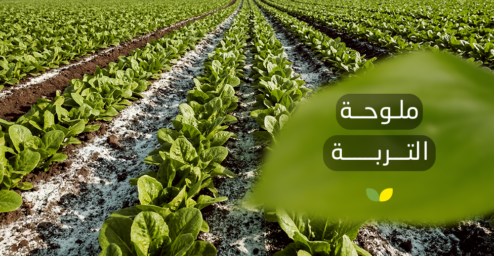 ملوحة التربة