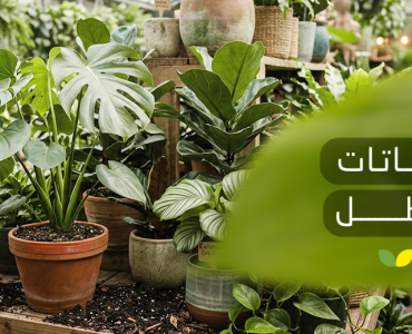 نباتات الظل