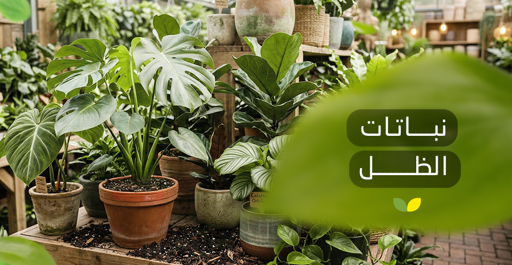 نباتات الظل