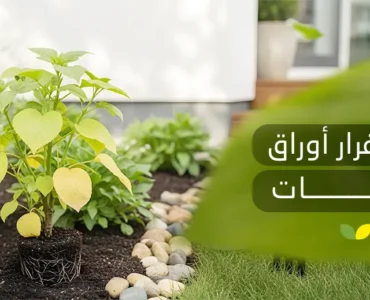 أسباب اصفرار أوراق النبات