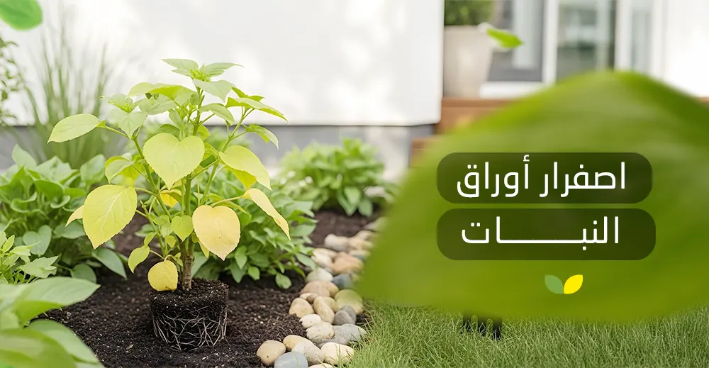 أسباب اصفرار أوراق النبات