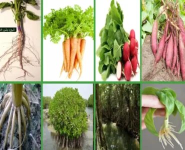 أنواع جذور النباتات