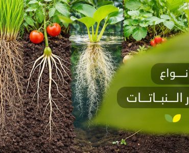 أنواع جذور النباتات