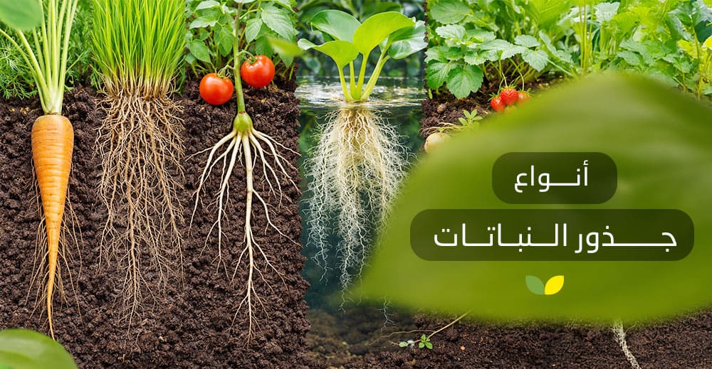 أنواع جذور النباتات