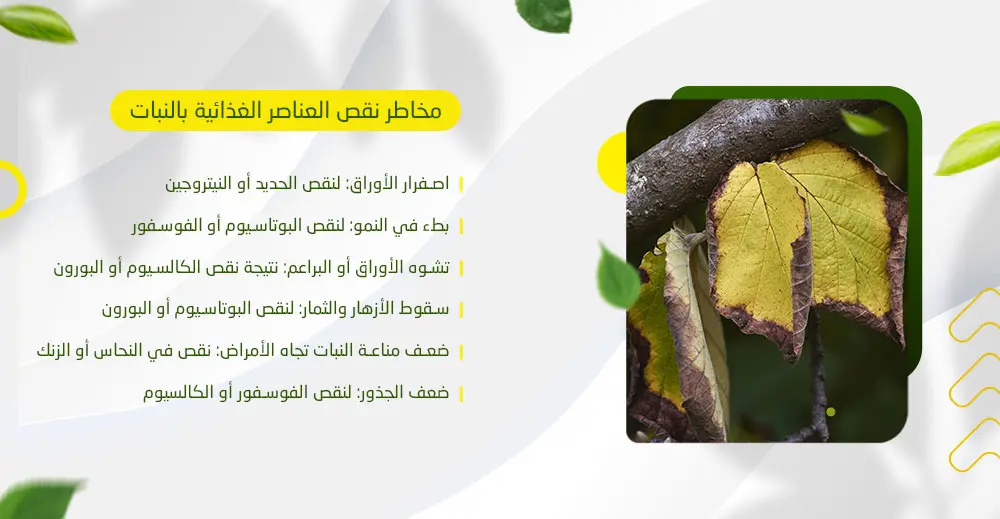مخاطر نقص العناصر الغذائية بالنبات