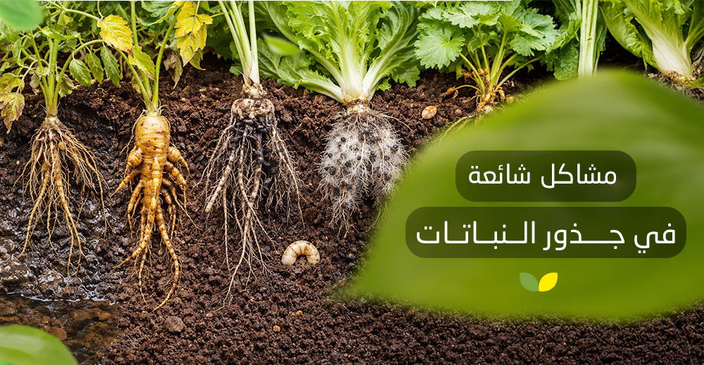 مشاكل شائعة في جذور النباتات