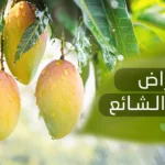 أمراض المانجو الشائعة