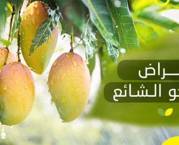 أمراض المانجو الشائعة