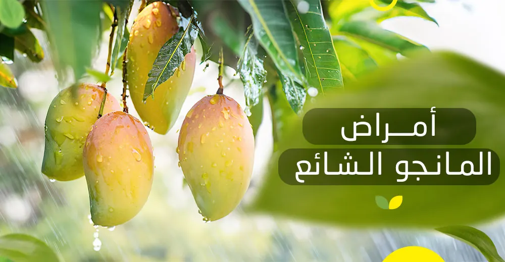 أمراض المانجو الشائعة