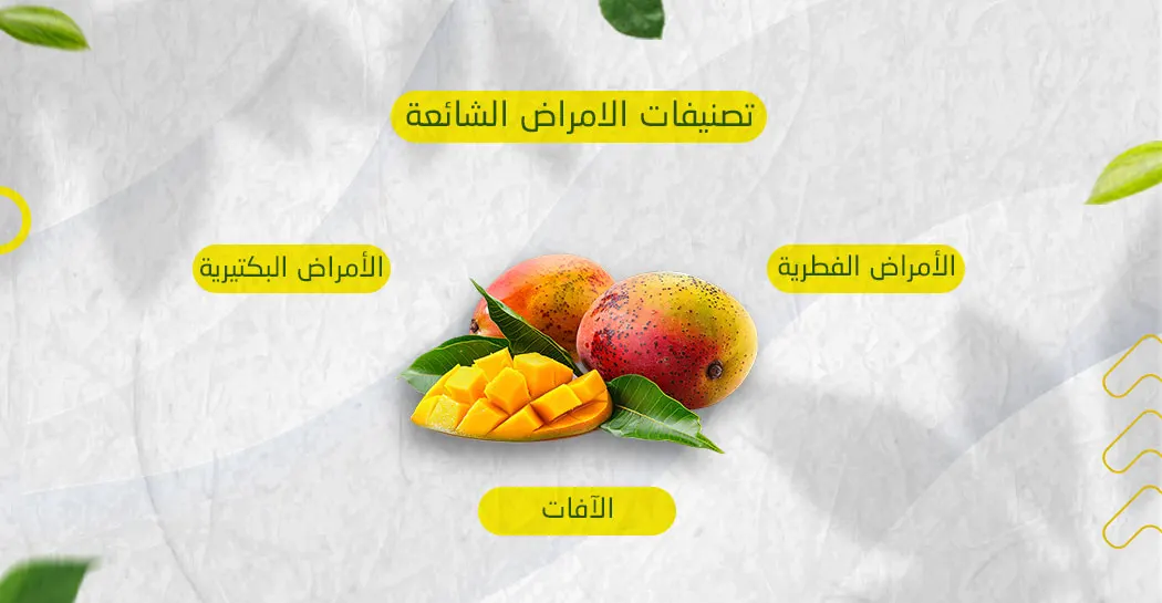 أنواع أمراض المانجو
