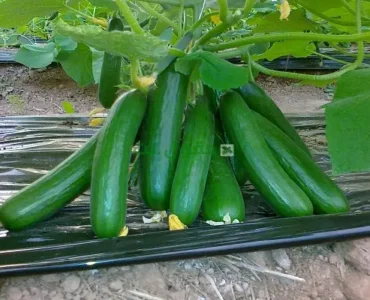 زرع الخيار في المنزل