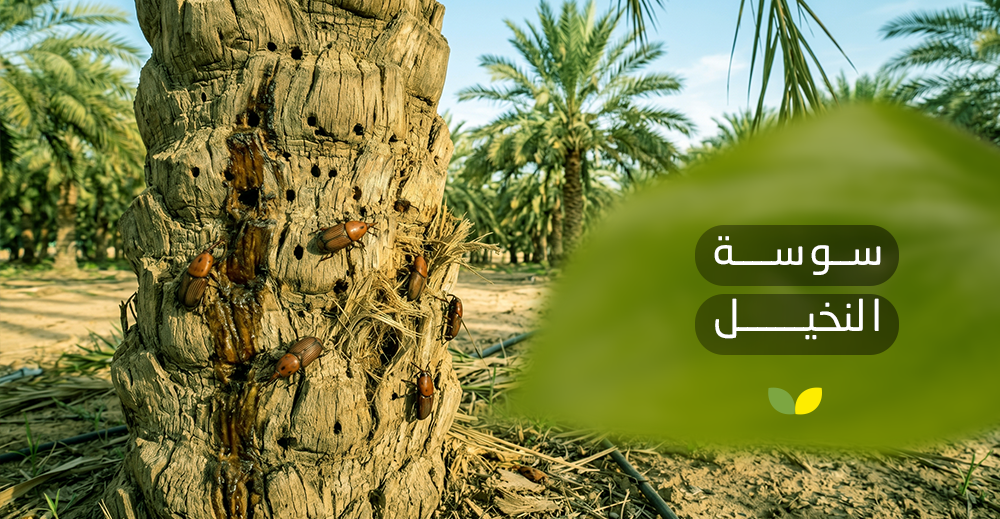 سوسة النخيل
