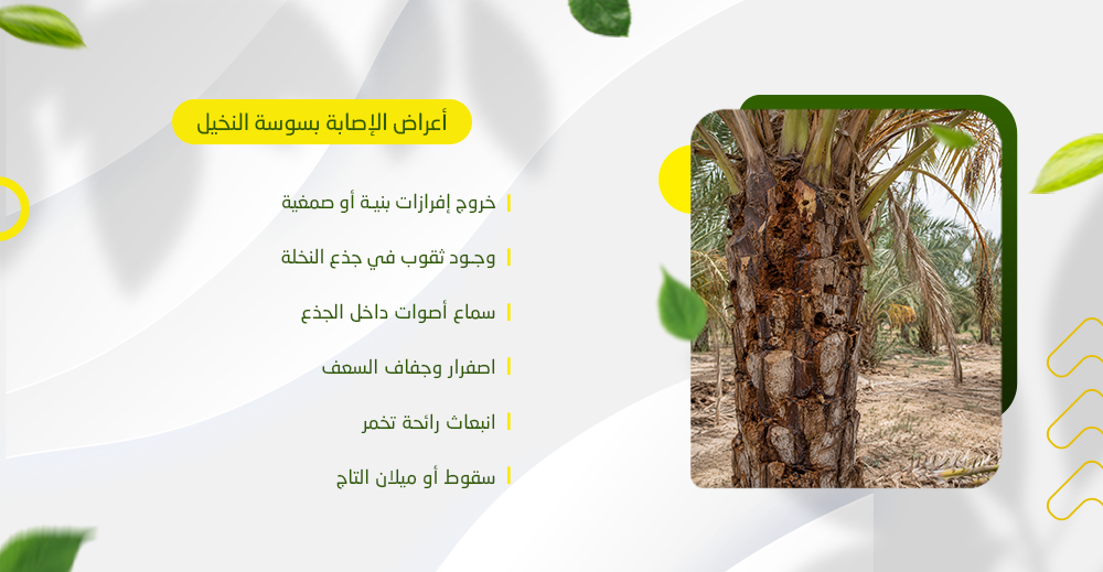 أعراض الإصابة بسوسة النخيل