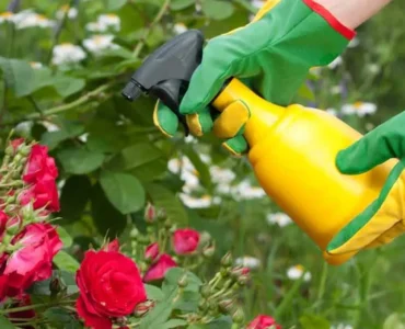 العناية بالورد في المنزل