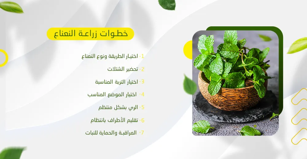 خطوات زراعة النعناع