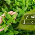 زراعة النعناع في المنزل