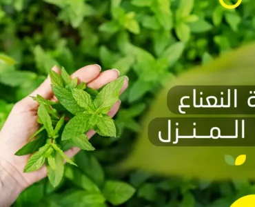 زراعة النعناع في المنزل