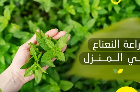 زراعة النعناع في المنزل