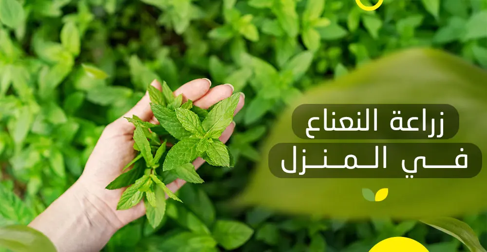 زراعة النعناع في المنزل