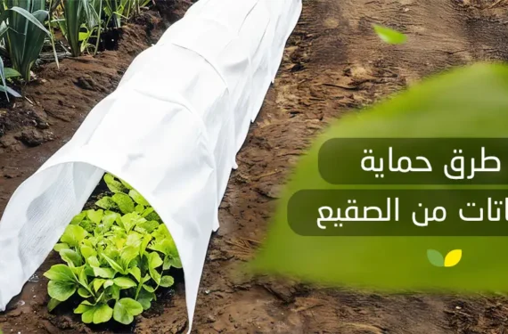 طرق حماية النباتات من الصقيع
