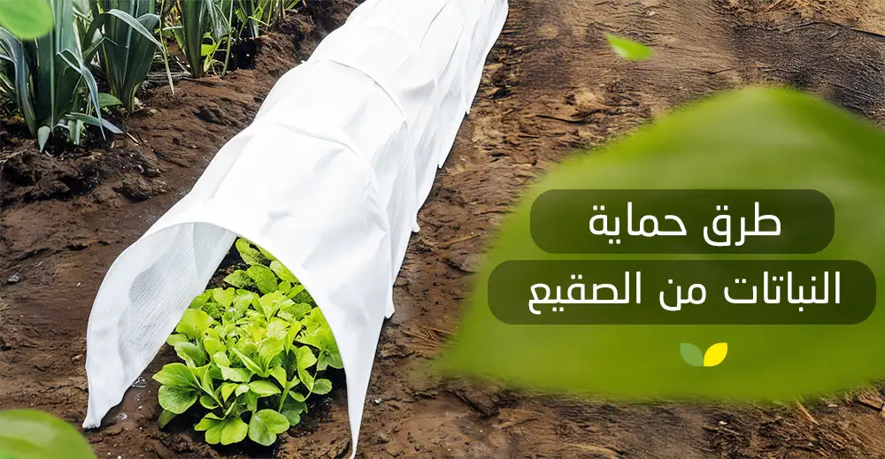 طرق حماية النباتات من الصقيع