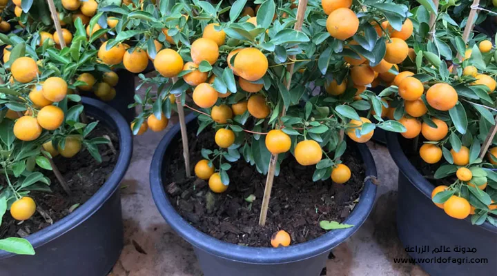 زراعة بذور البرتقال في المنزل