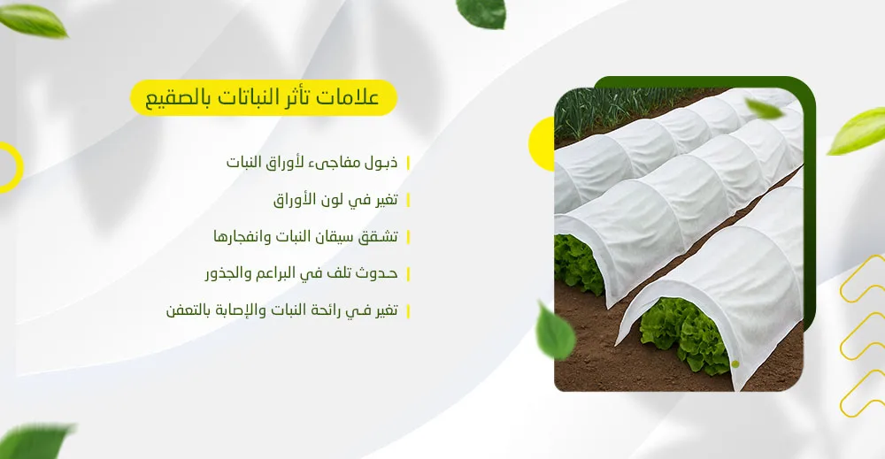 علامات تأثر النباتات بالصقيع