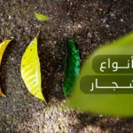 أنواع أوراق الأشجار المختلفة