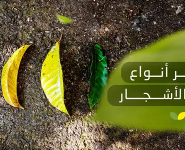 أنواع أوراق الأشجار المختلفة