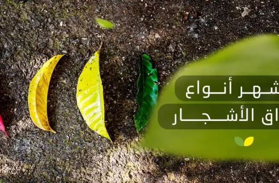 أنواع أوراق الأشجار المختلفة