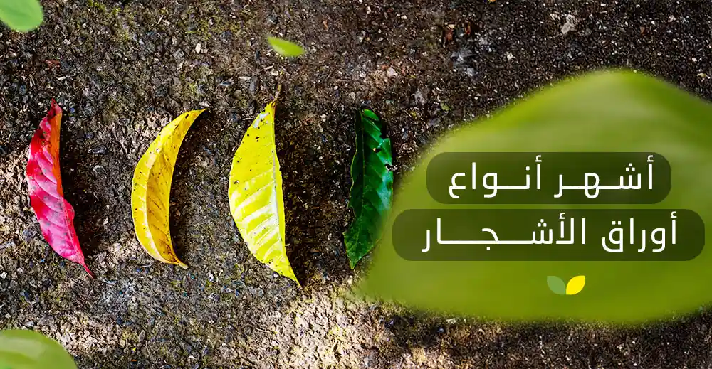 أنواع أوراق الأشجار المختلفة
