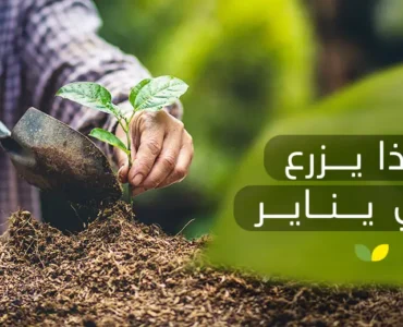 المحاصيل التي تزرع في يناير